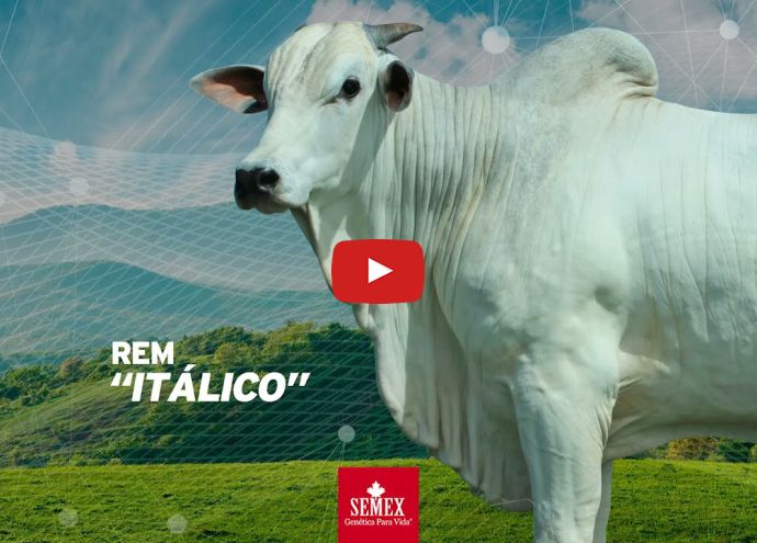 VÍDEO: REM ITALICO GEN. ADT (Nelore PO)