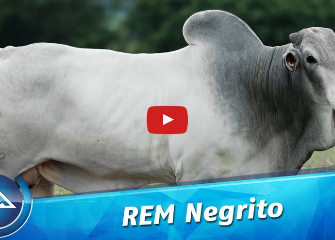 VÍDEO: REM NEGRITO FIV GEN. ADT (Nelore PO)