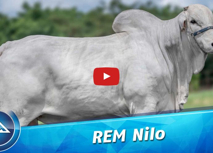 VÍDEO: REM NILO GENÉTICA ADITIVA (Nelore PO)