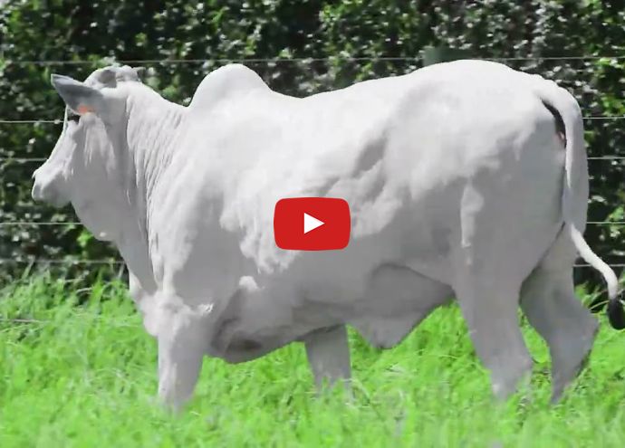 VÍDEO: REM2861O FIV GENETICA AD (Nelore PO)