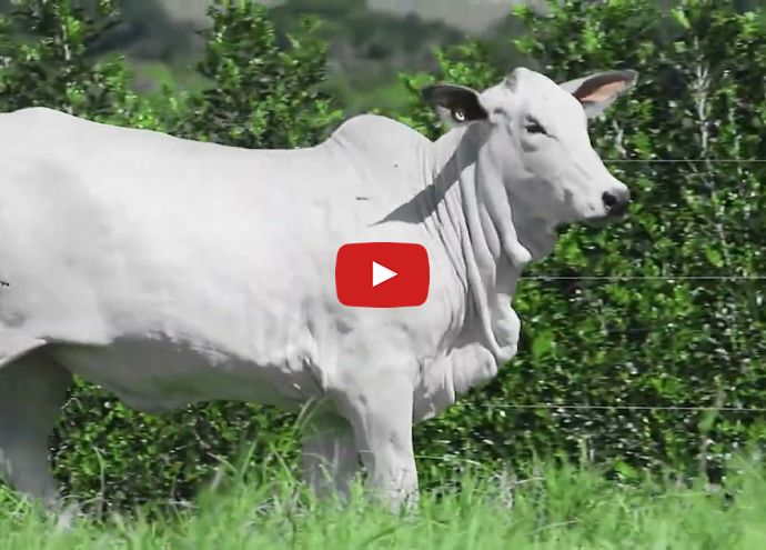 VÍDEO: REM239O FIV GENETICA ADI (Nelore PO)
