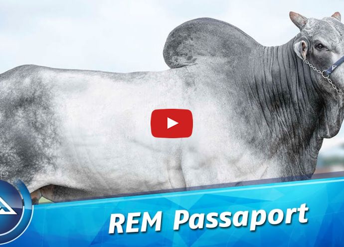 VÍDEO: REM PASSAPORTE GENÉTICA ADITIVA (Nelore PO)