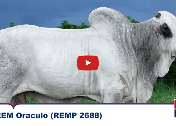 VÍDEO: REM ORACULO FIV GEN.ADT (Nelore PO)