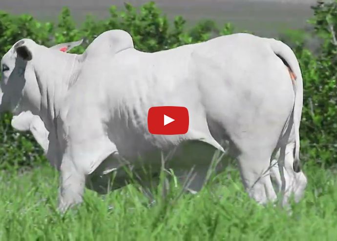 VÍDEO: REM7139O FIV GENETICA AD (Nelore PO)
