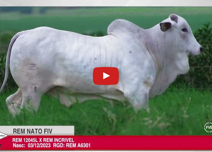 VÍDEO: REM NATO FIV GENETICA ADITIVA (Nelore PO)