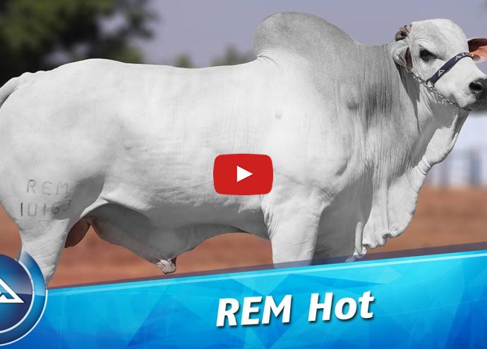 VÍDEO: REM HOT GEN ADT (Nelore PO)