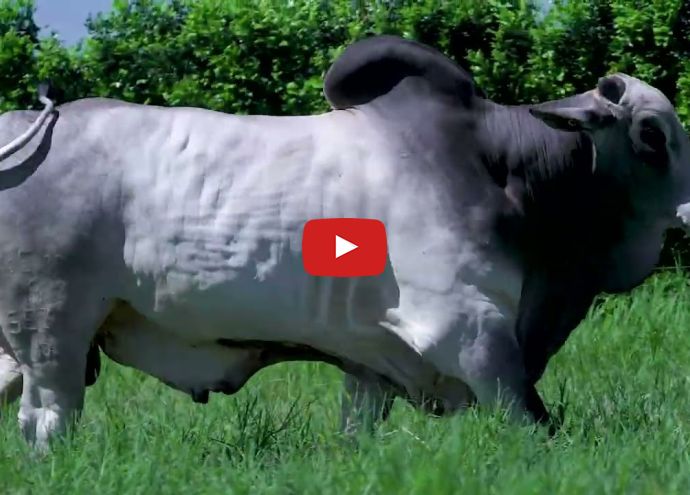 VÍDEO: REM5939N FIV GENETICA AD (Nelore PO)