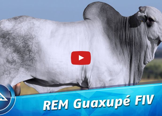 VÍDEO: REM GUAXUPE FIV (Nelore PO)