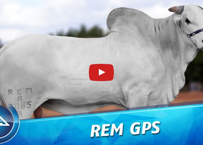 VÍDEO: REM GPS (Nelore PO)