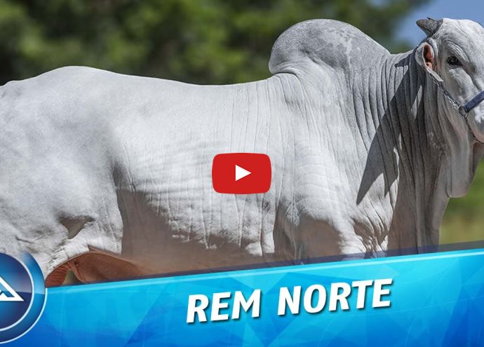 VÍDEO: REM NORTE GENETIVA ADITIVA (Nelore PO)