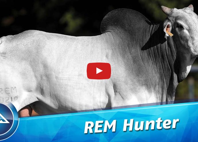 VÍDEO: REM HUNTER GEN ADT (Nelore PO)