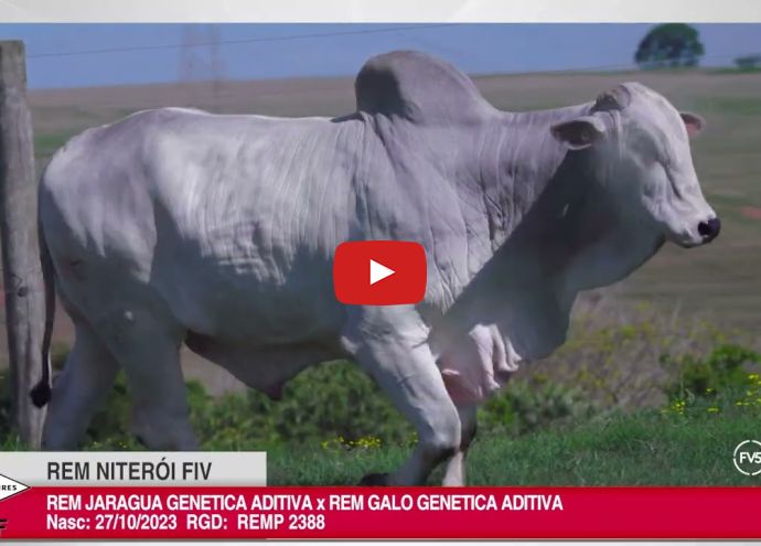 VÍDEO: REM NITERÓI FIV GENETICA ADITIVA (Nelore PO)