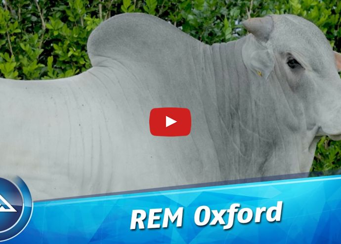 VÍDEO: REM OXFORD FIV GEN.ADT (Nelore PO)