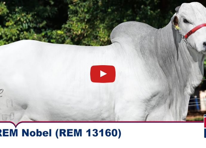 VÍDEO: REM NOBEL GENETICA ADITIVA (Nelore PO)