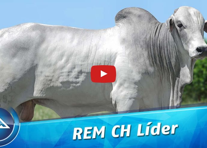 VÍDEO: REM CH LIDER GENÉTICA ADITIVA (Nelore PO)