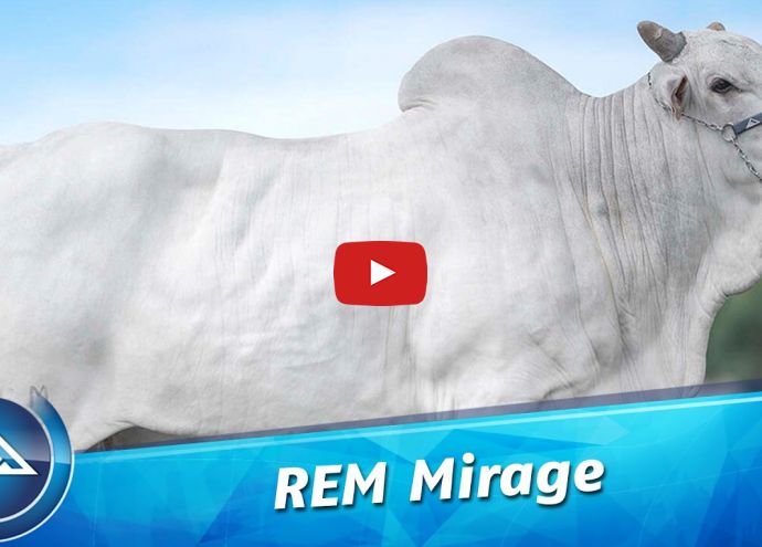 VÍDEO: REM MIRAGE GENÉTICA ADITIVA (Nelore PO)