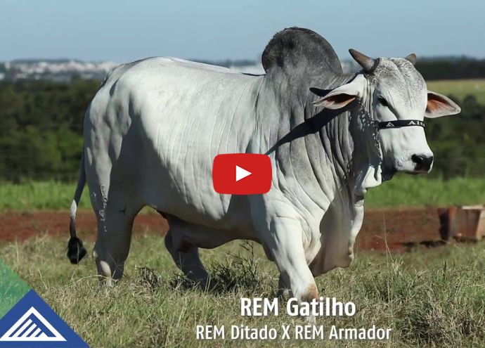 VÍDEO: REM GATILHO GEN. ADITIVA (Nelore PO)