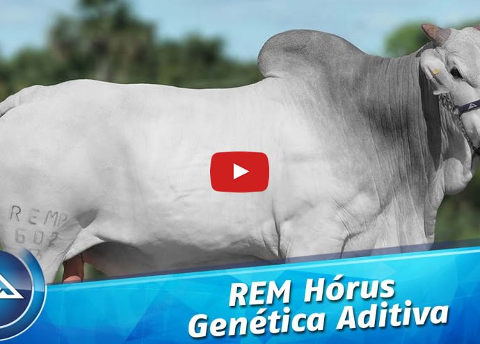 VÍDEO: REM HORUS GENÉTICA ADITIVA (Nelore PO)