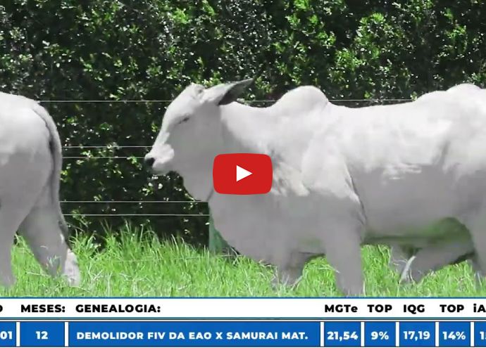 VÍDEO: REM218O FIV GENETICA ADI (Nelore PO)