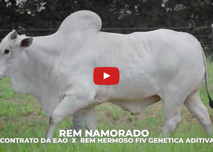 VÍDEO: REM NAMORADO FIV GENETICA ADITIVA (Nelore PO)