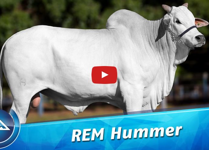 VÍDEO: REM HUMMER GEN ADT (Nelore PO)