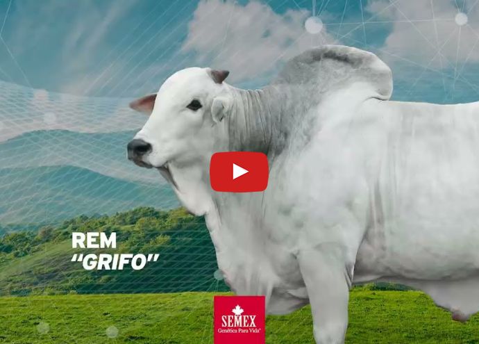 VÍDEO: REM GRIFO GENÉTICA ADITIVA (Nelore PO)