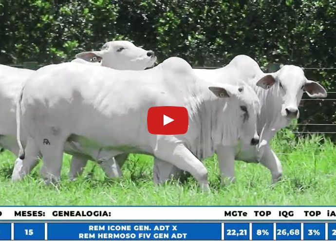 VÍDEO: REM2858O FIV GENETICA AD (Nelore PO)