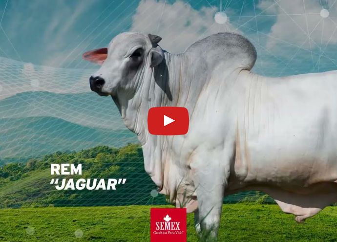 VÍDEO: REM JAGUAR GENÉTICA ADITIVA (Nelore PO)