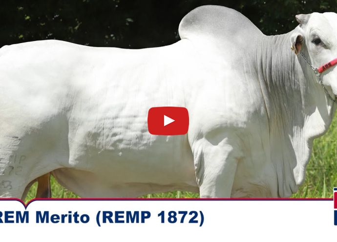 VÍDEO: REM MERITO GEN. ADT (Nelore PO)