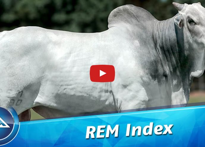 VÍDEO: REM INDEX GEN. ADT (Nelore PO)