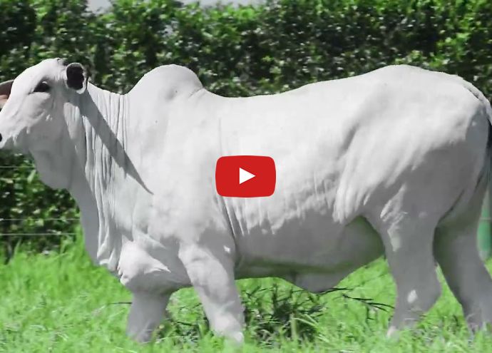 VÍDEO: REM13521O GENETICA ADITI (Nelore PO)