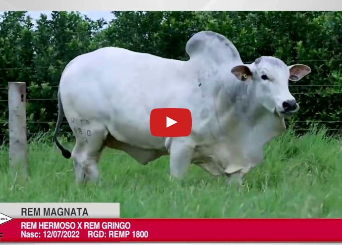 VÍDEO: REM MAGNATA GENÉTICA ADITIVA (Nelore PO)