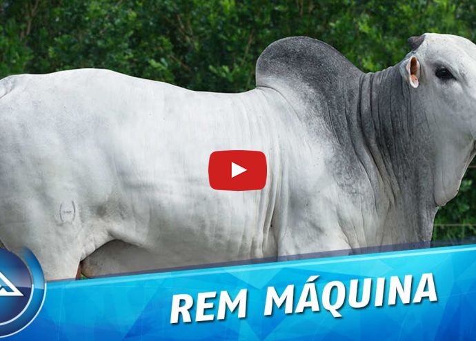 VÍDEO: REM MAQUINA GENETICA ADITIVA (Nelore PO)