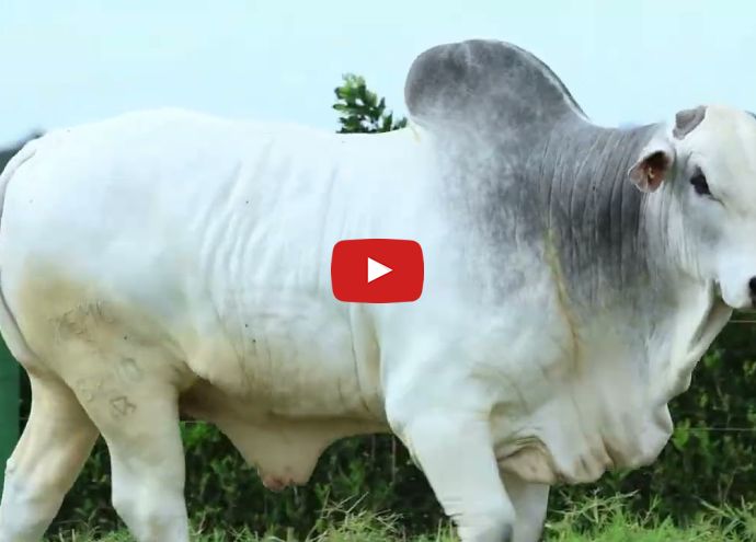 VÍDEO: REM NÓRDICO FIV GENETICA ADITIVA (Nelore PO)