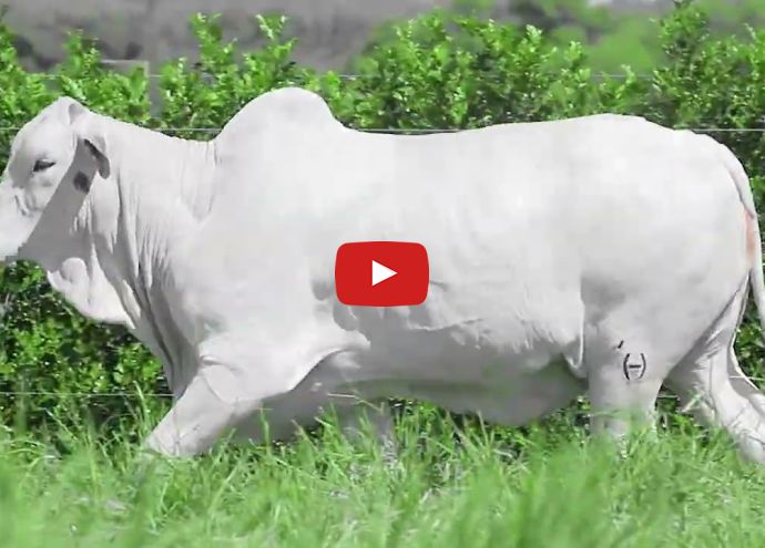 VÍDEO: REM13814O GENETICA ADITI (Nelore PO)