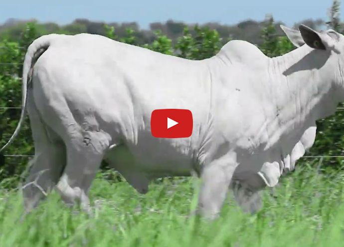 VÍDEO: REM223O FIV GENETICA ADI (Nelore PO)
