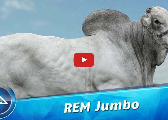 VÍDEO: REM JUMBO GENÉTICA ADITIVA (Nelore PO)