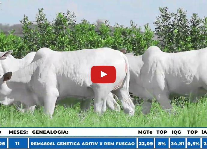 VÍDEO: REM13759O GENETICA ADITI (Nelore PO)