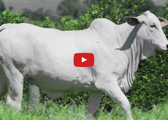 VÍDEO: REM6484O GENETICA ADITIV (Nelore PO)