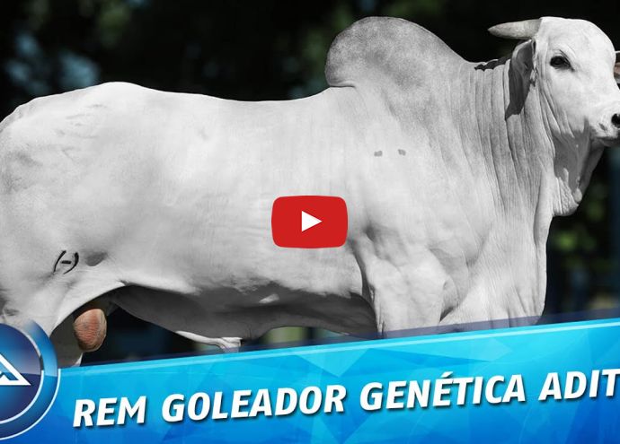 VÍDEO: REM GOLEADOR GEN ADITIVA (Nelore PO)