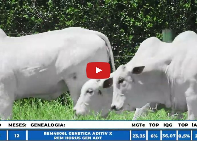 VÍDEO: REM13737O GENETICA ADITI (Nelore PO)
