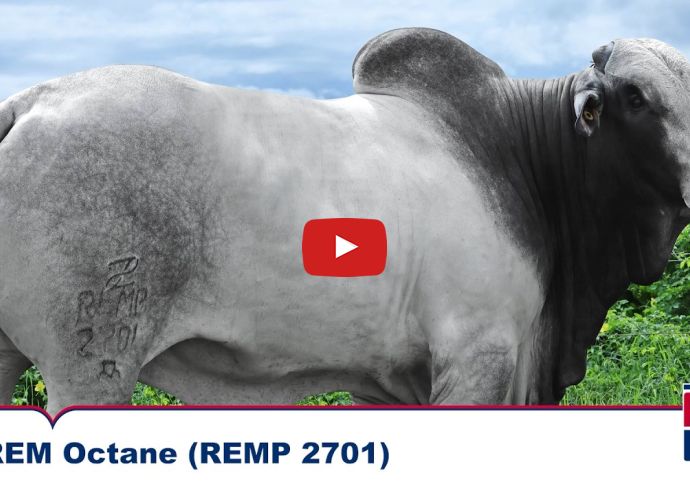 VÍDEO: REM OCTANE FIV GEN.ADT (Nelore PO)