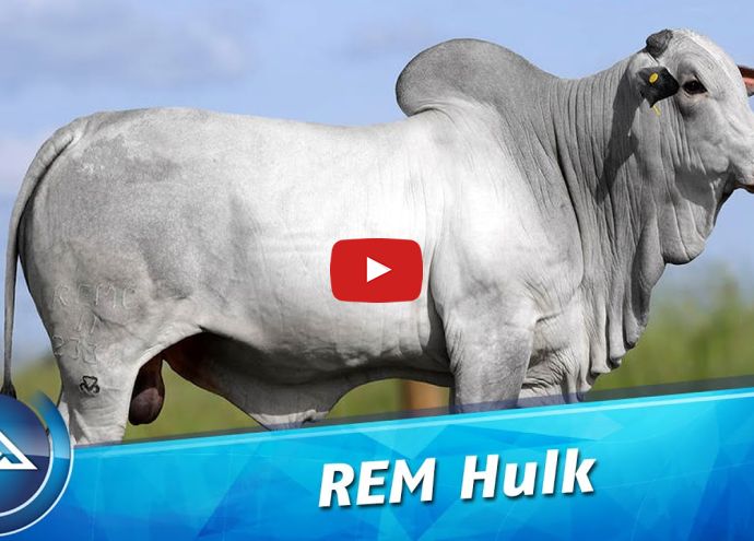 VÍDEO: REM HULK GEN ADT (Nelore PO)