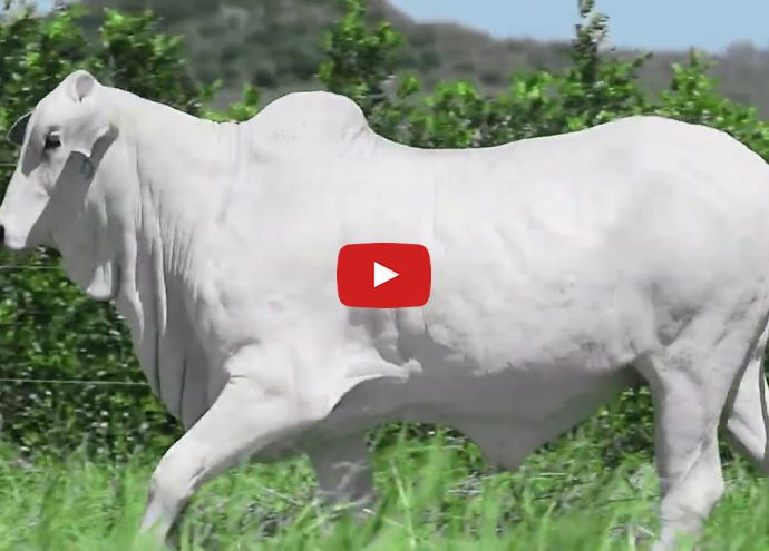 VÍDEO: REM404O FIV GENETICA ADI (Nelore PO)