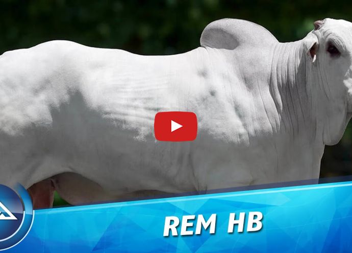 VÍDEO: REM HB FIV GEN ADT (Nelore PO)