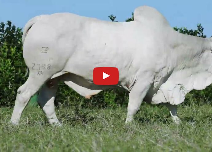 VÍDEO: REM NITERÓI FIV GENETICA ADITIVA (Nelore PO)