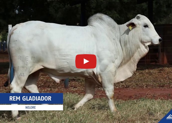 VÍDEO: REM GLADIADOR GENÉTICA ADITIVA (Nelore PO)