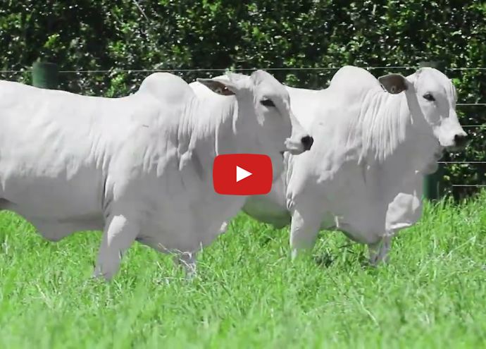 VÍDEO: REM2910O FIV GENETICA AD (Nelore PO)