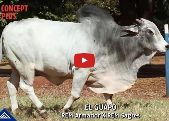 VÍDEO: REM EL GUAPO (Nelore PO)