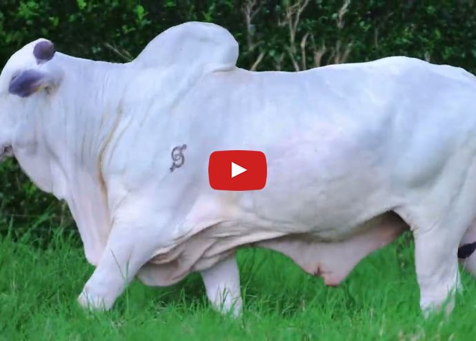 VÍDEO: REM NÍTIDO FIV GENETICA ADITIVA (Nelore PO)
